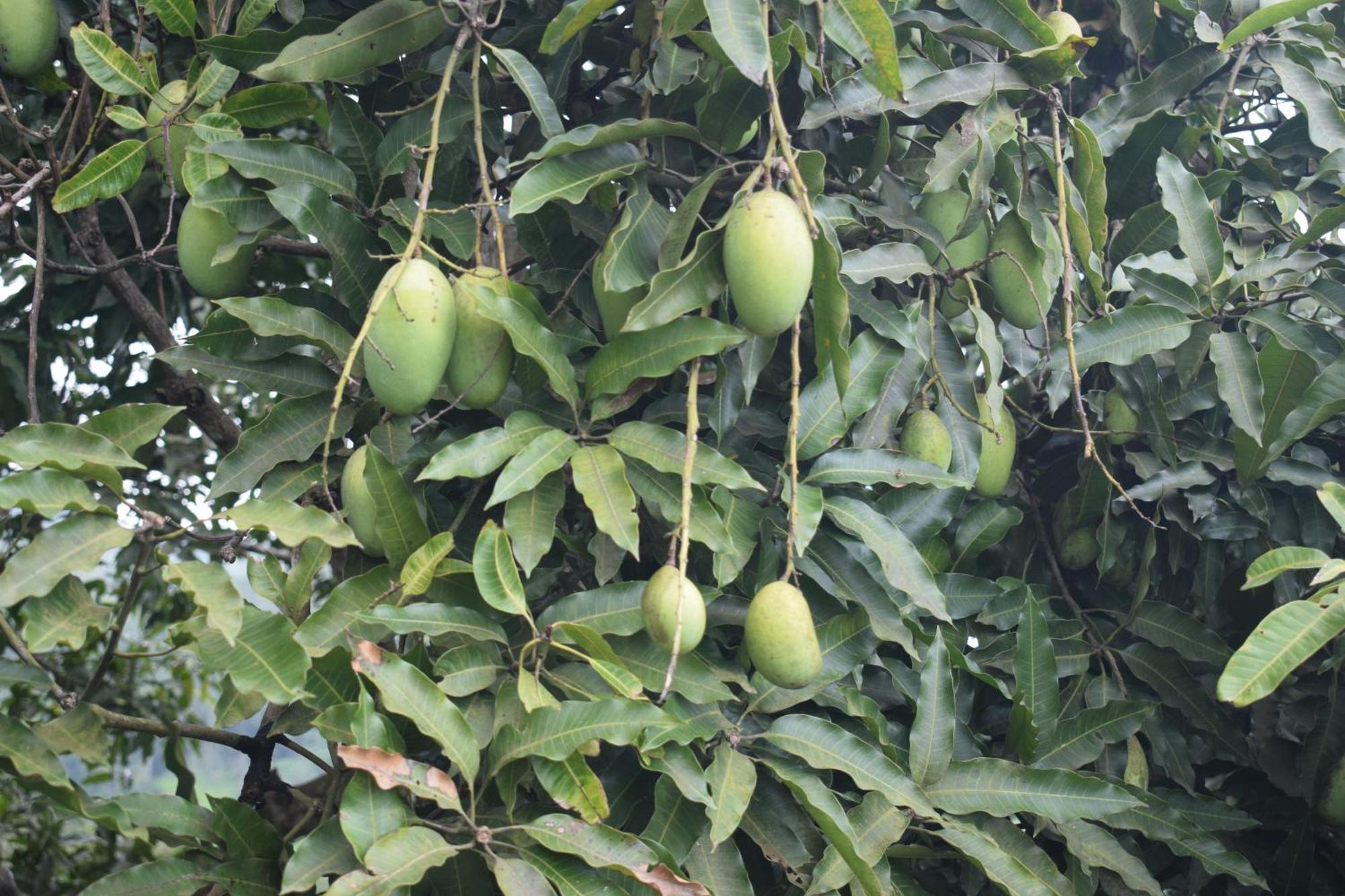 Namaya Nature Kandy Exterior foto